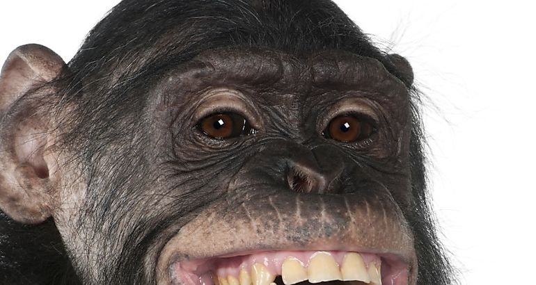Chimpance