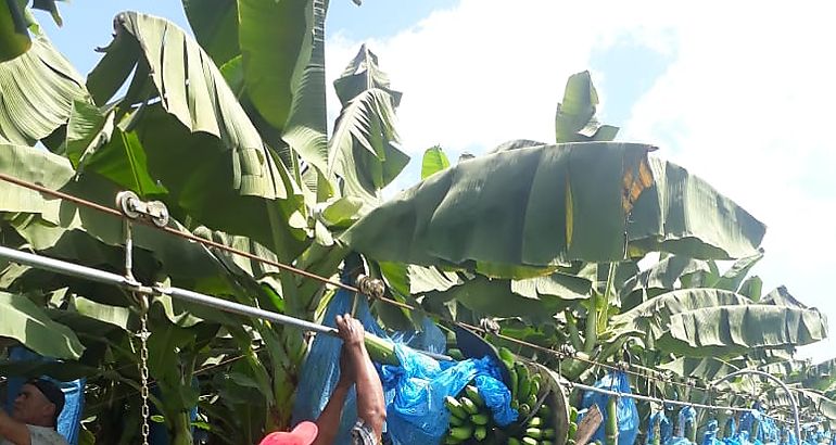 produccin bananera
