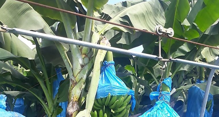 produccin bananera