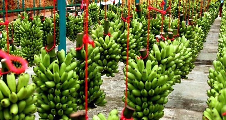 Banano