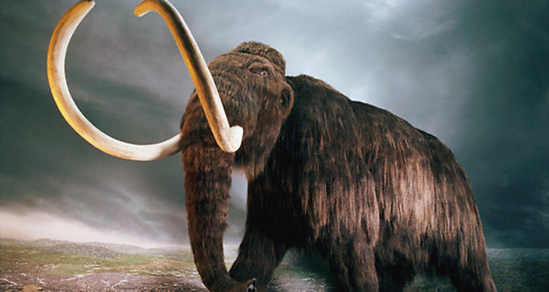 mamut
