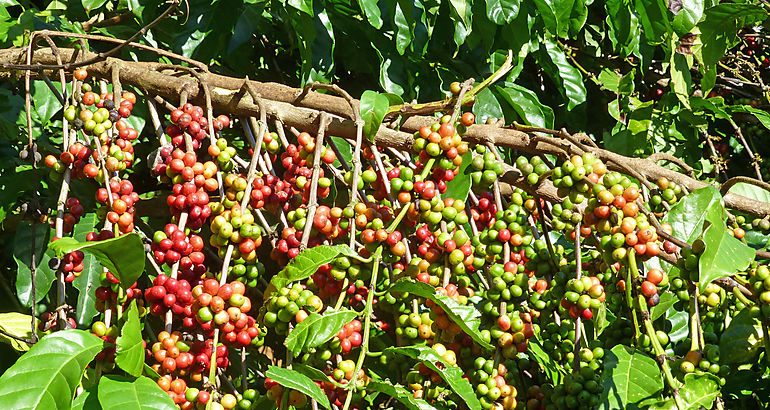  caf robusta 
