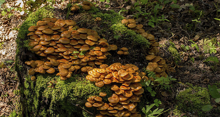 Fusarium Venenatum