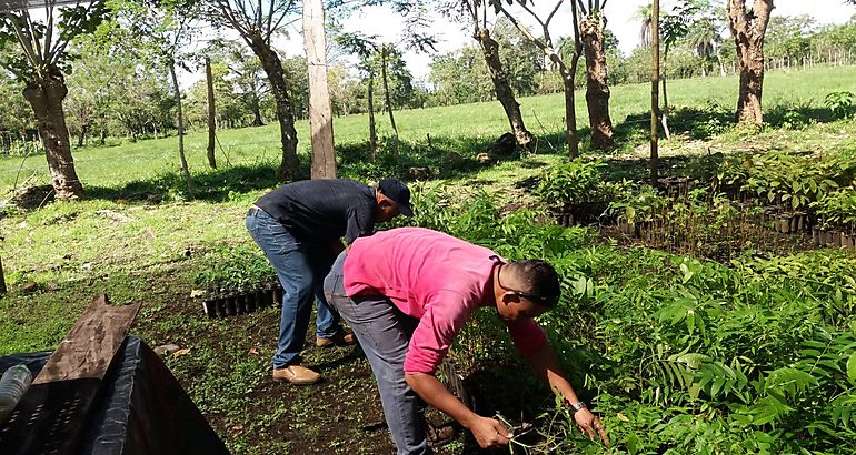 programa de capacitacin de reforestacin