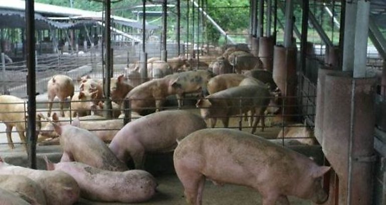 Puerco