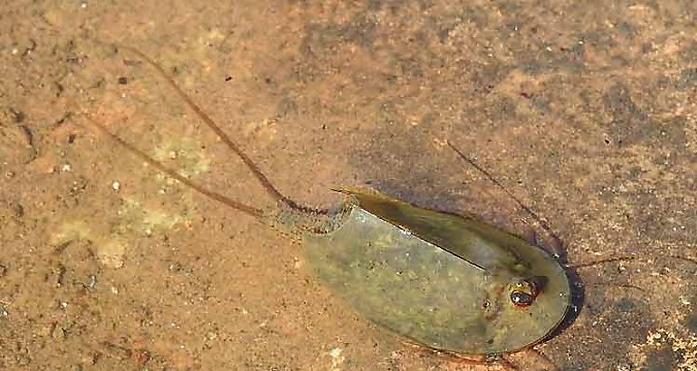 Triops Cancriformis
