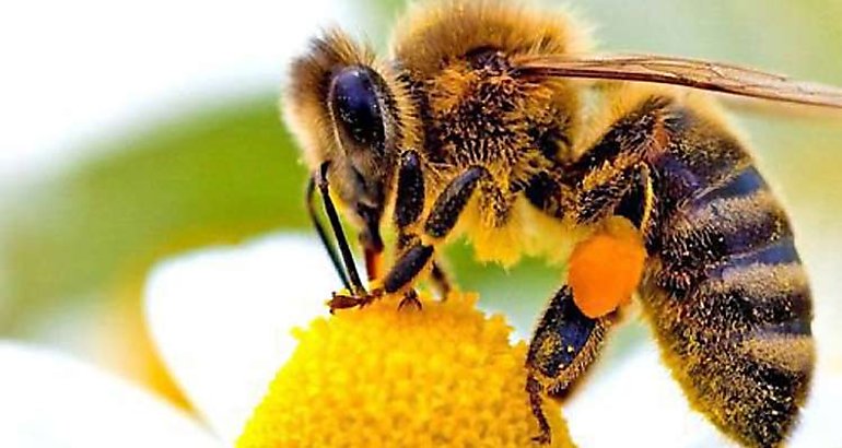 abeja