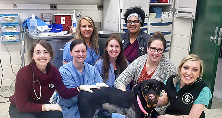 Equipo veterinario de la Universidad del Estado de Michigan con la rottweiler Stella