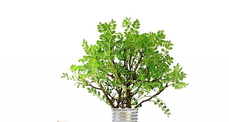 CARBONO NEUTRAL