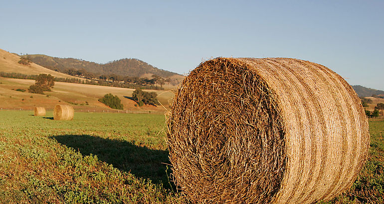 Biomasa