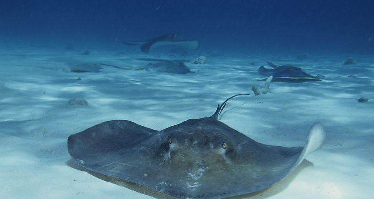 mantarraya