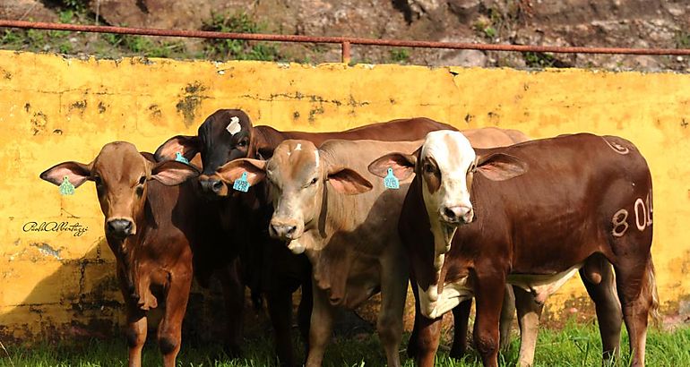 Criadores de ganado buscan reducir huella de carbono