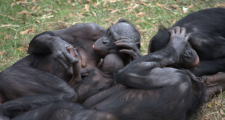  bonobos