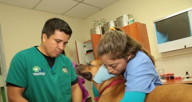 Veterinarios