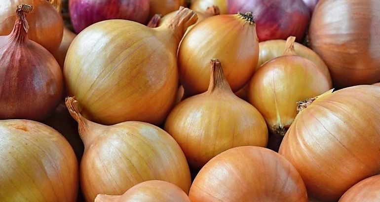 cebolla