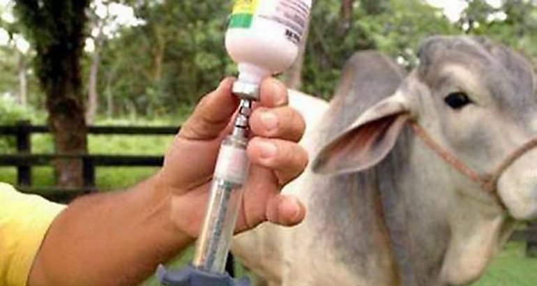 Veterinario