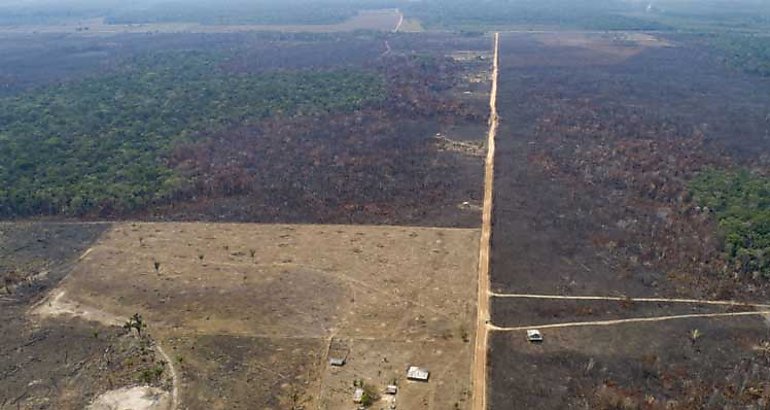 deforestacin