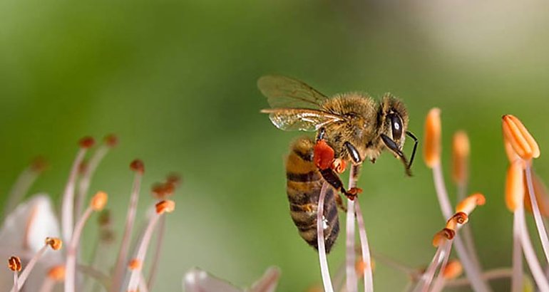 abeja