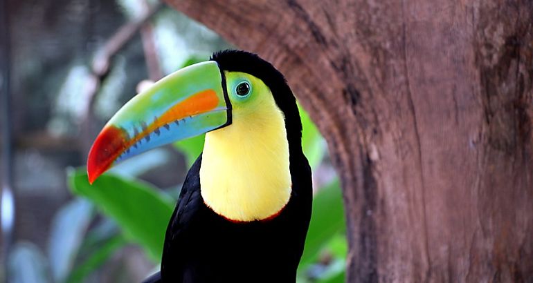 Tucan