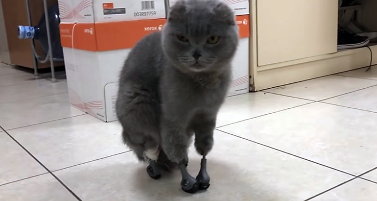 gata Dimka
