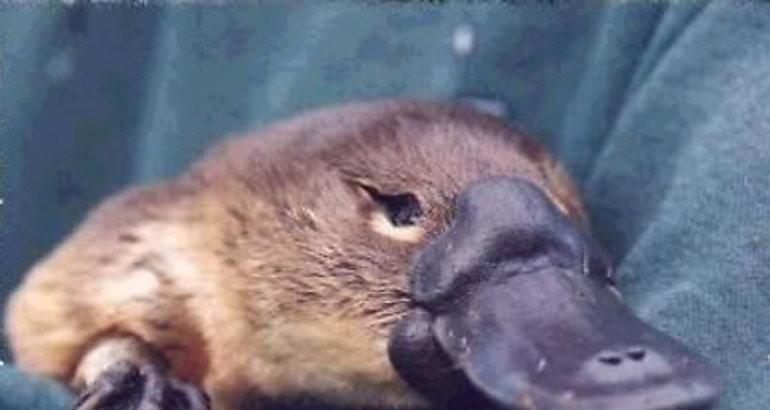  ornitorrinco