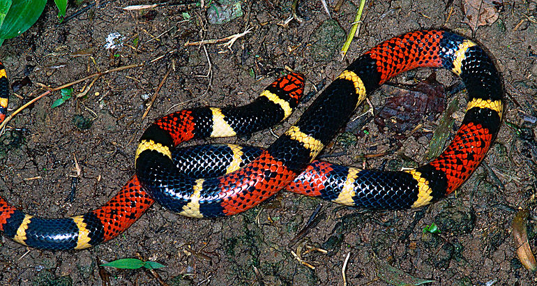 Serpiente coral