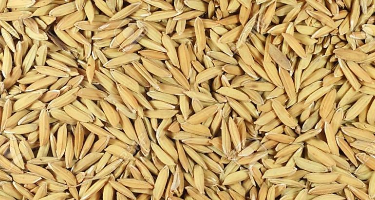  arroz