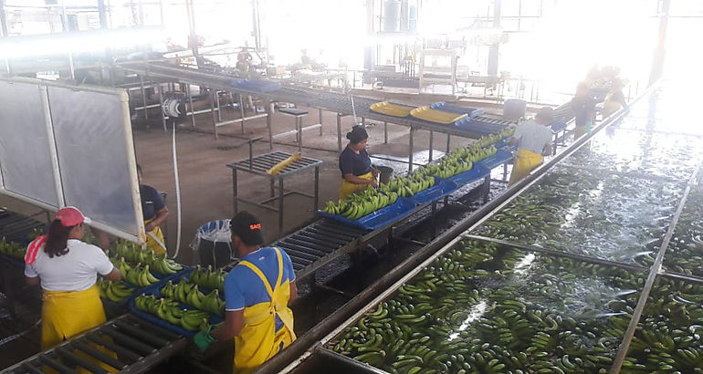  empresa bananera Chiquita Panam