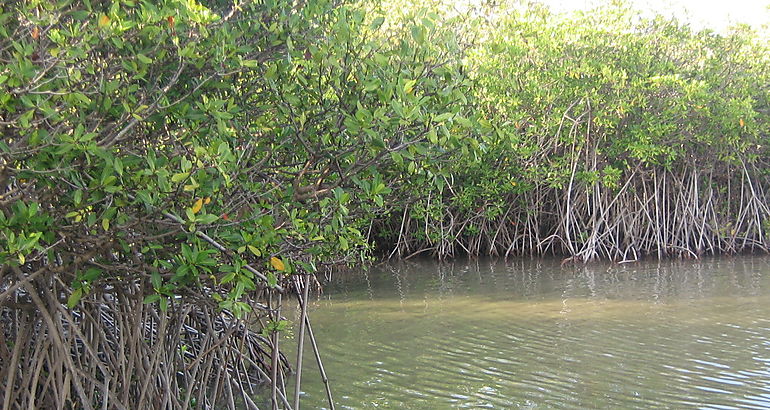 Manglar