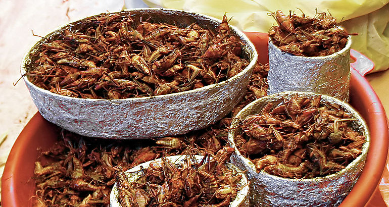 Chapulines