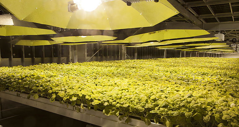 British American Tobacco BAT trabaja en una posible vacuna contra el COVID19 a travs de filial biotecnolgica estadounidense