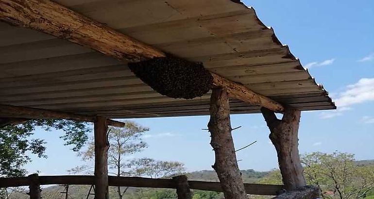 Abejas africanizadas