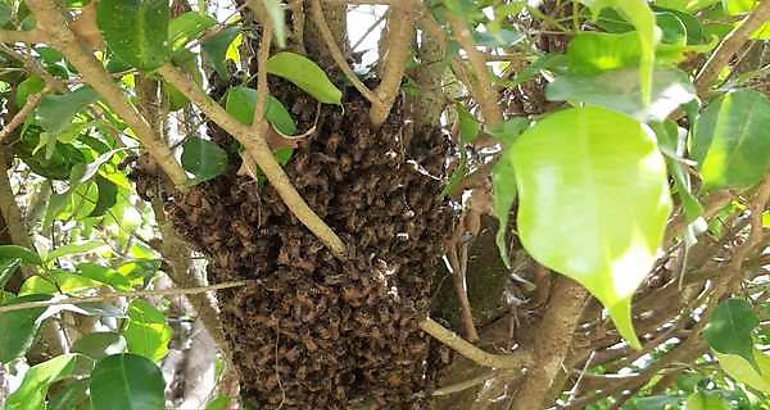 Abejas africanizadas