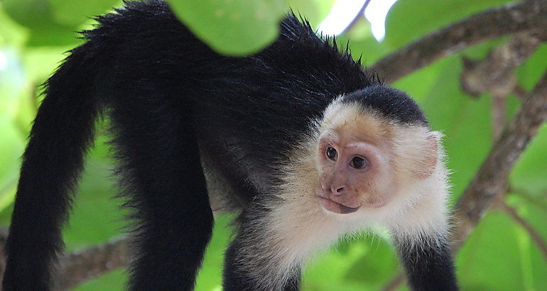 monos Cebus
