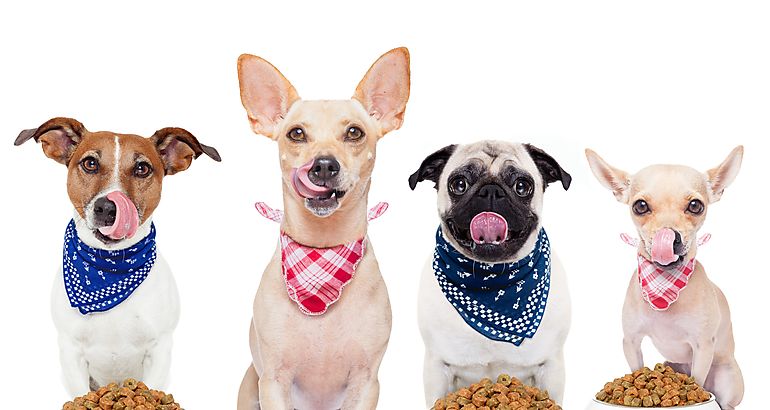 Hidratacin y alimentacin balanceada durante la cuarentena y desconfinamiento de mascotas