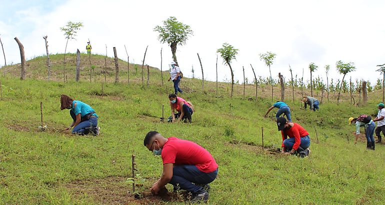 Plan de Reforestacin