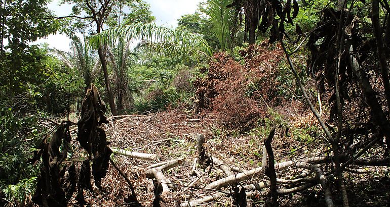 Deforestacin