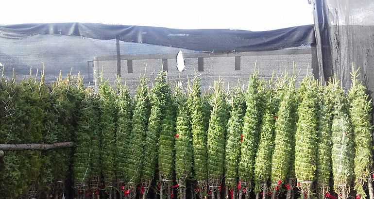 arbolitos de navidad