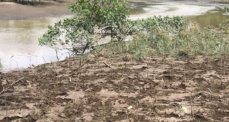 Repoblacin de manglar