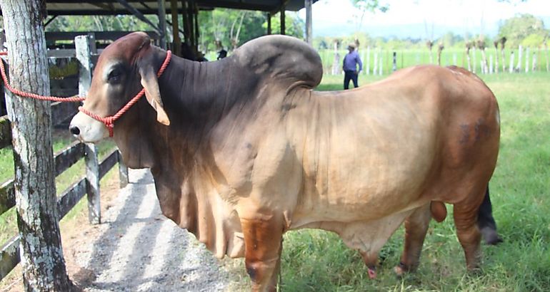 Semental de raza cebuina