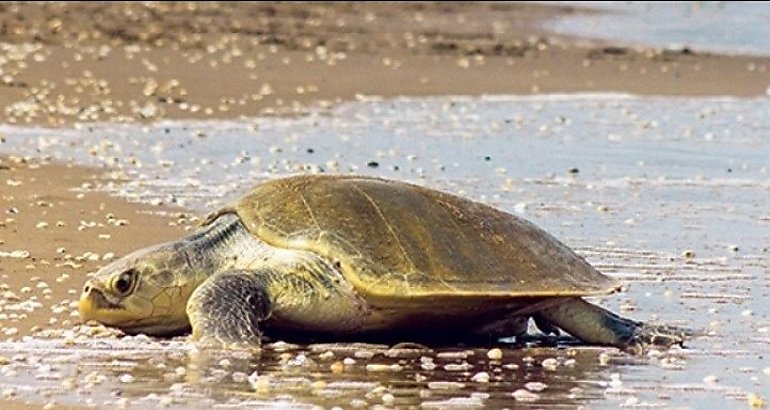 tortuga lora