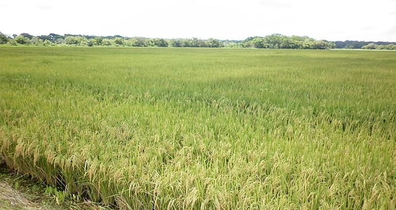 arroz