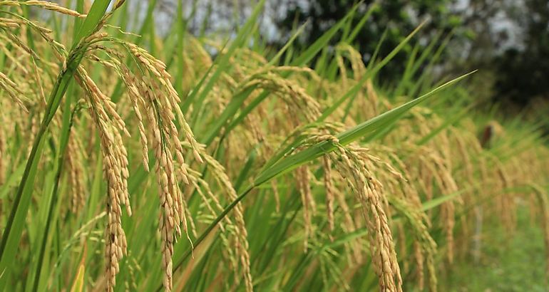 Arroz