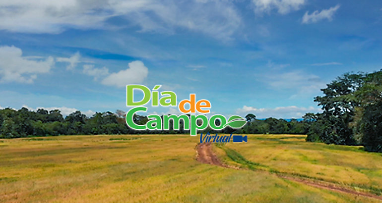  Da de Campo Virtual