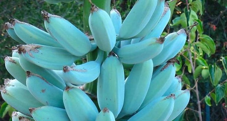 Blue Java