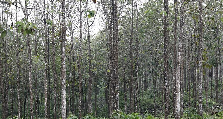 La madera de teca