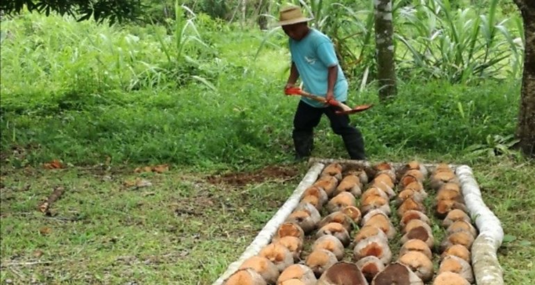 cosecha de coco
