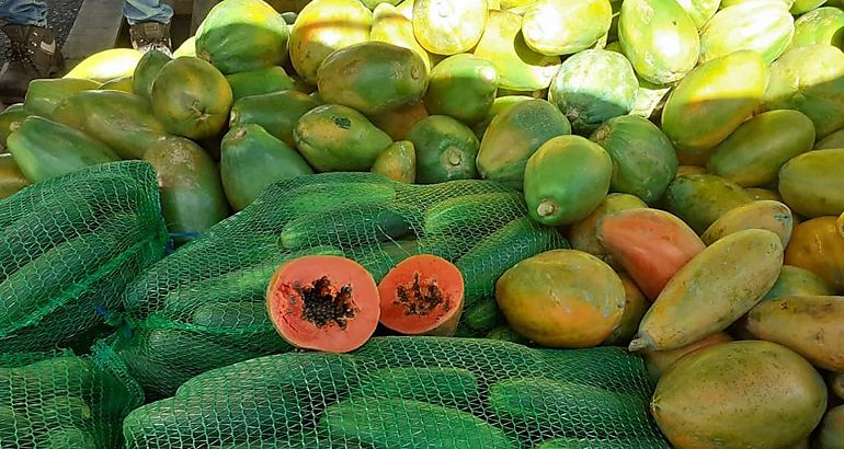 Papaya