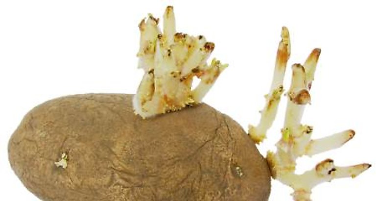 Patatas con brotes verdes
