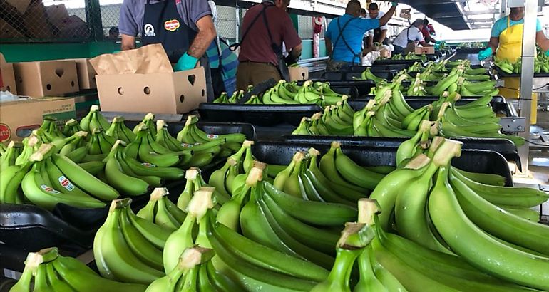 banano